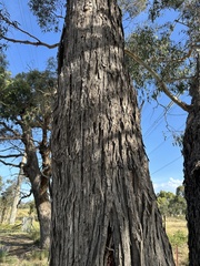 Eucalyptus aggregata, photograph (c) prossington, some rights reserved (CC BY)