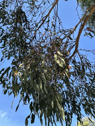 Eucalyptus aggregata, photograph 5