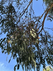 Eucalyptus aggregata, photograph (c) prossington, some rights reserved (CC BY)