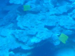 Forcipiger