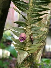 Dichaea muricatoides