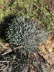 Dudleya attenuata