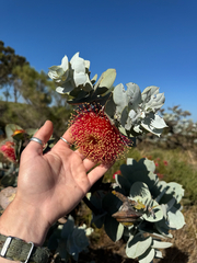 Eucalyptus macrocarpa, photograph (c) Tyler Anthony, some rights reserved (CC BY)
