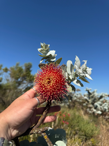 Eucalyptus macrocarpa