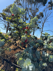 Eucalyptus macrocarpa, photograph (c) Tyler Anthony, some rights reserved (CC BY)