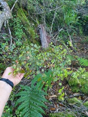 Nothofagus × solfusca
