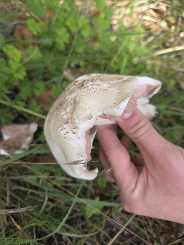 iNaturalist observation photo of field and button mushrooms