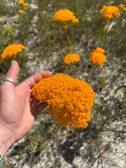 Verticordia nitens, photograph (c) Tyler Anthony, some rights reserved (CC BY)