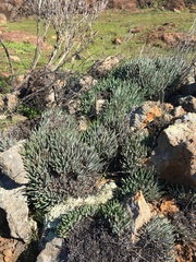 Dudleya attenuata