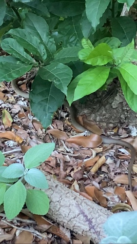 Eastern Brown Snake sighting
