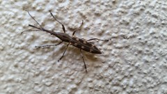 Lasiorhynchus barbicornis