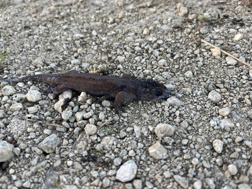 Gehyra oceanica observed 2025-12-10