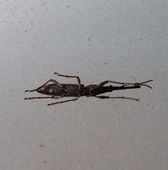 Lasiorhynchus barbicornis