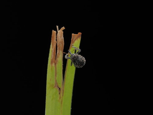 Microcryptorhynchus, 2025-12-09