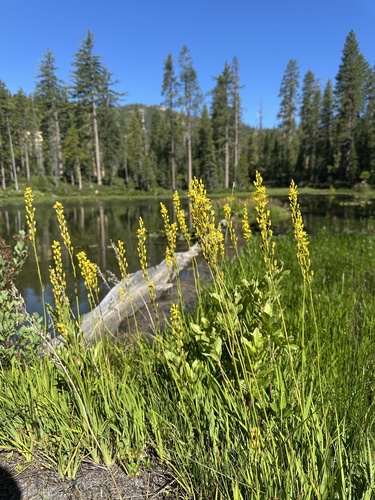 California bog asphodel (Narthecium californicum)