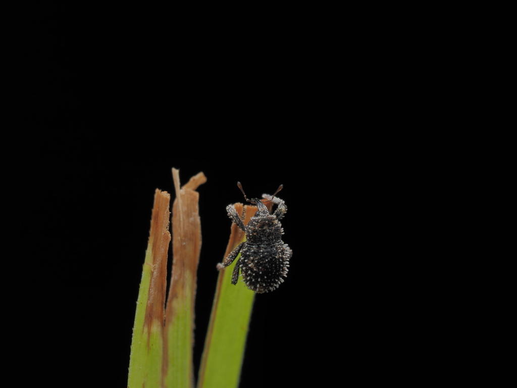 Microcryptorhynchus guamae