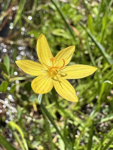 Elmer's Yellow-eyed Grass (Sisyrinchium elmeri)