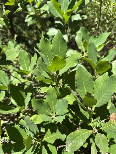 deer oak (Quercus sadleriana)
