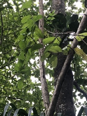 Passiflora laurifolia