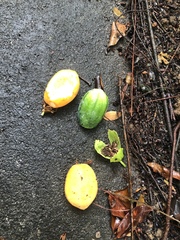 Passiflora laurifolia