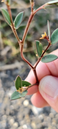 Synostemon bacciformis, 2025-12-10