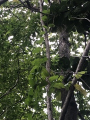 Passiflora laurifolia