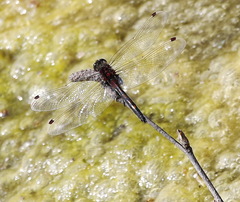 Leucorrhinia intermedia