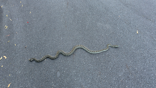 Coastal Carpet Python sighting