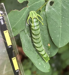Polyura hebe plautus