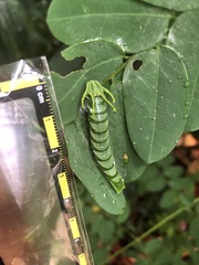 Polyura hebe plautus