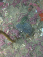 Asterocarpa coerulea