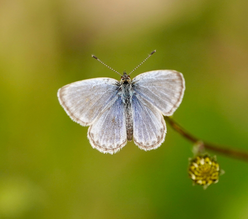 Pale Grass Blue, photo 2 of 8