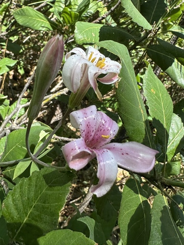 redwood lily (Lilium rubescens)