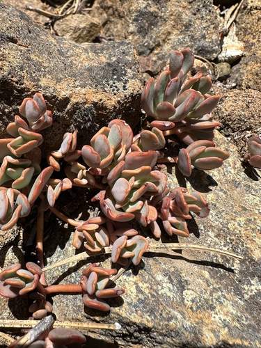 The Eddys Stonecrop (Sedum kiersteadiae)