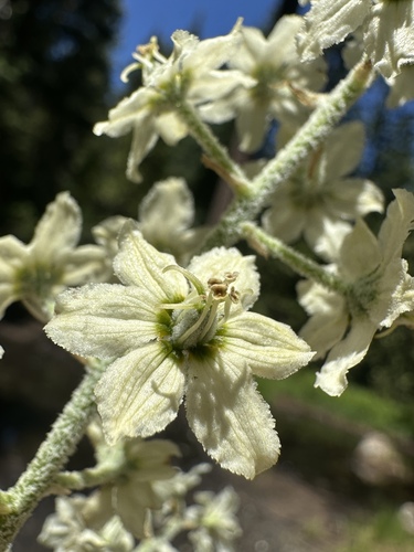 Siskiyou false-hellebore (Veratrum insolitum)