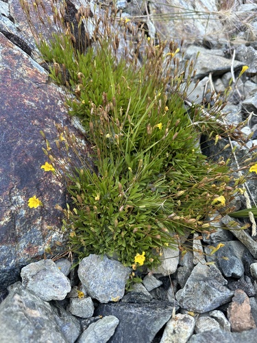 Threadleaf Primrose Monkeyflower (Erythranthe linearifolia)