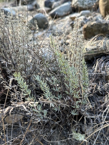 Sierra cliffbrake (Pellaea brachyptera)