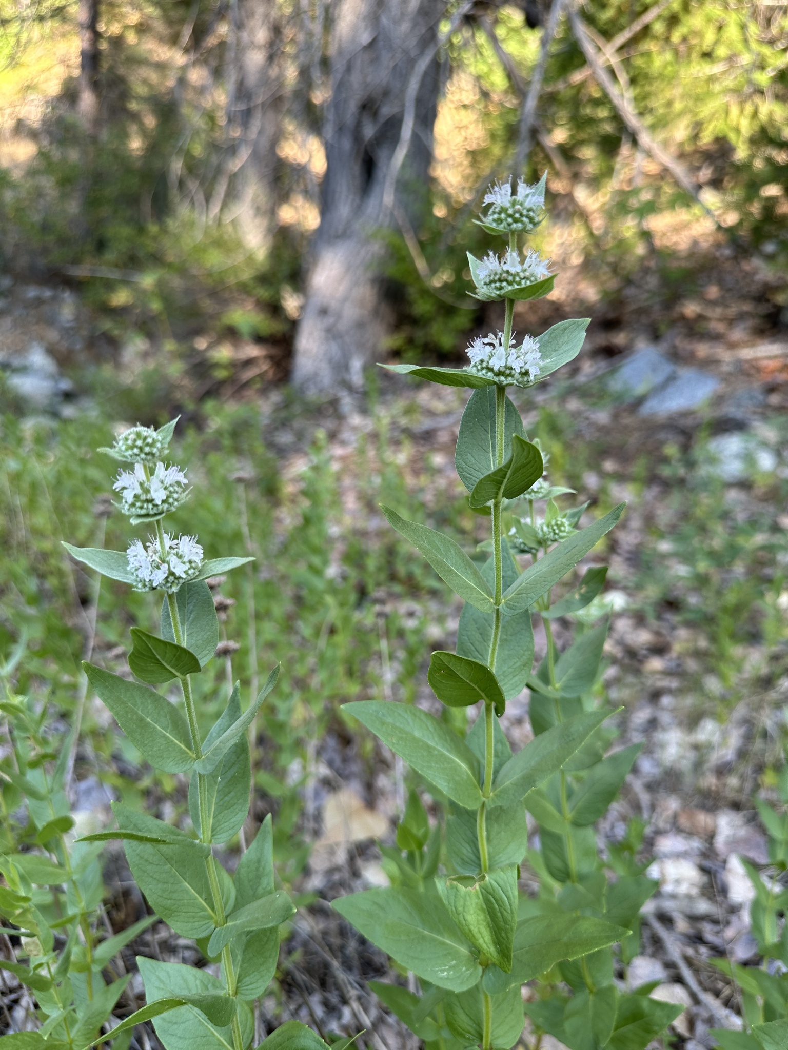 Sierra Mint (Pycnanthemum californicum)