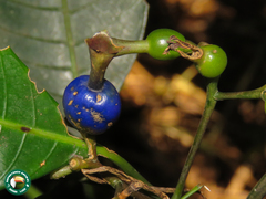 Psychotria suterella