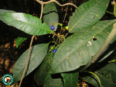 Psychotria suterella