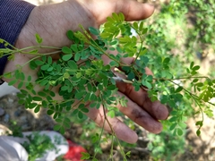 Mimosa distachya laxiflora