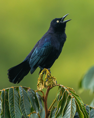 Carib Grackle photo 5