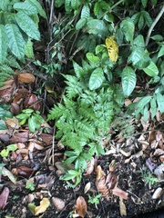 Davallia denticulata