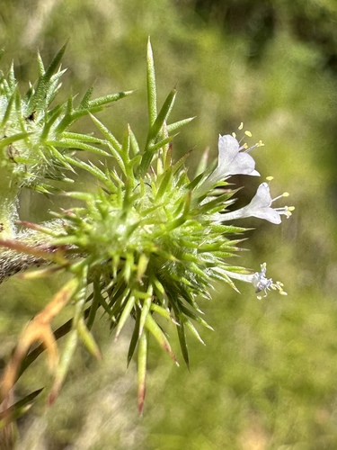 needleleaf navarretia (Navarretia intertexta)