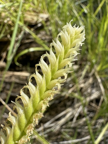 Western Ladies' Tresses (Spiranthes porrifolia)