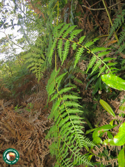Pteridium esculentum