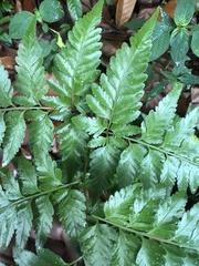 Davallia denticulata