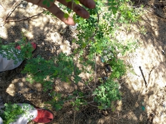 Mimosa distachya laxiflora