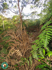 Pteridium esculentum