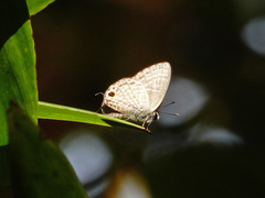 Nacaduba subperusia